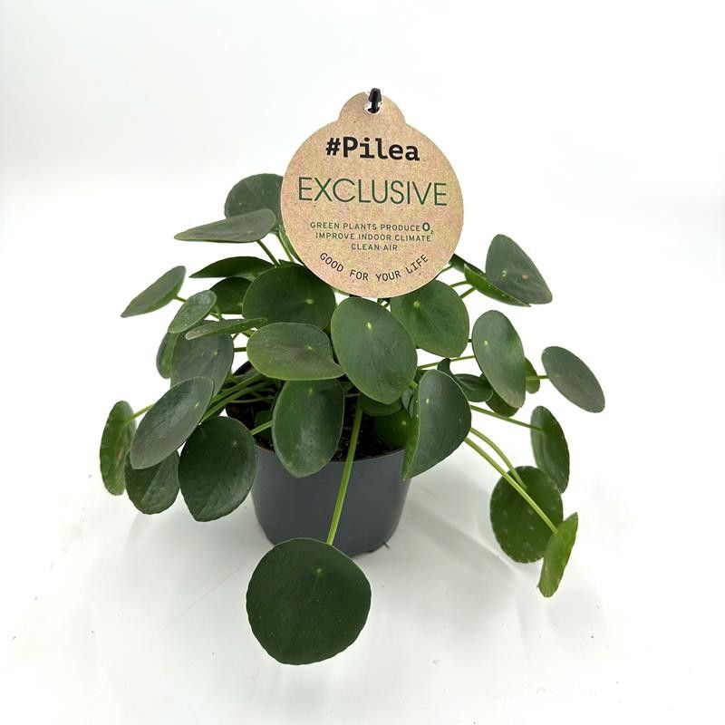 PILEA PEPEROMIOIDES H811 EXCLUSIVE PILEA, D 12