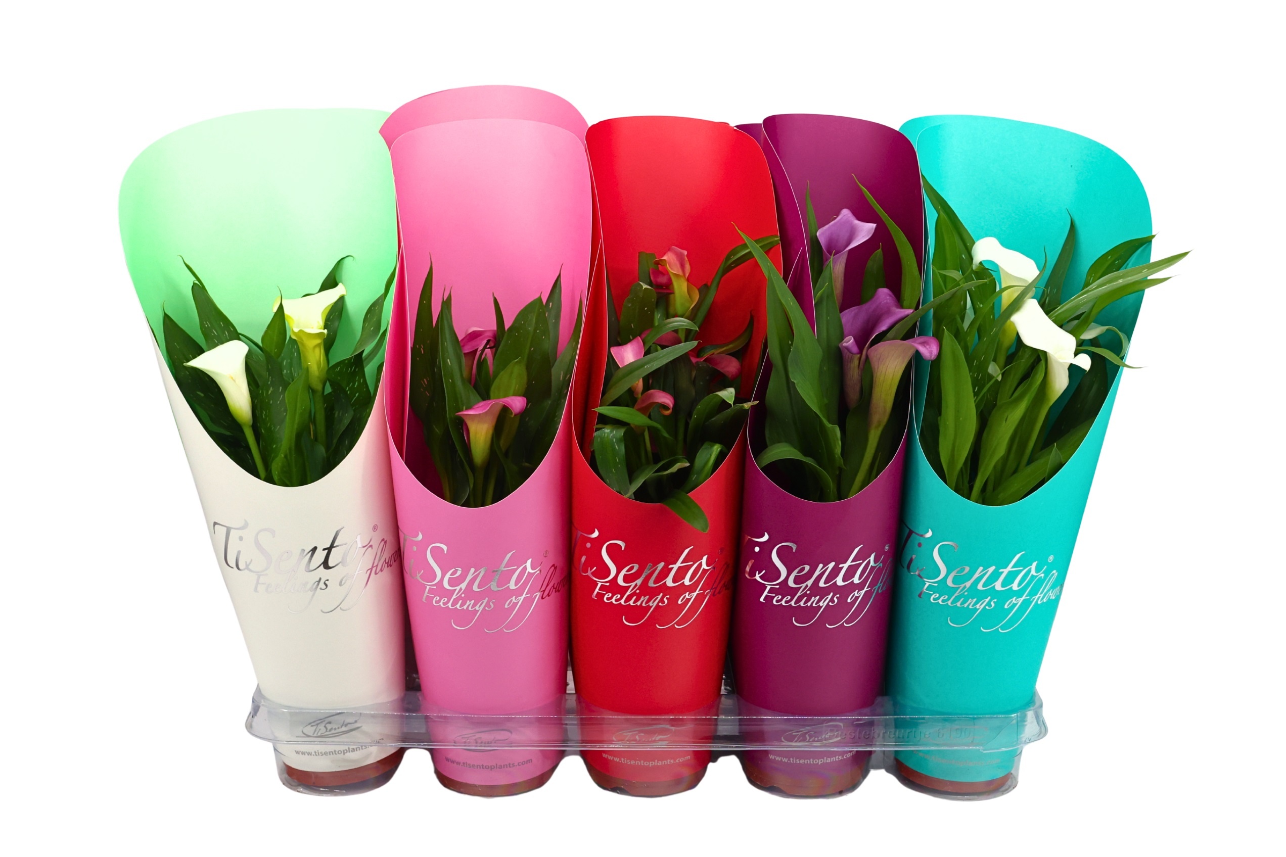 Zantedeschia (Calla) 12 cm - Mix cadeaucover, D 12