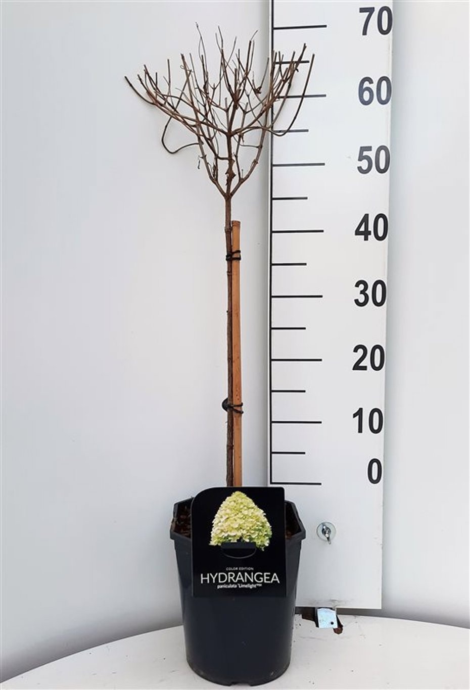 Hydrangea pan. Limelight ®, D 21