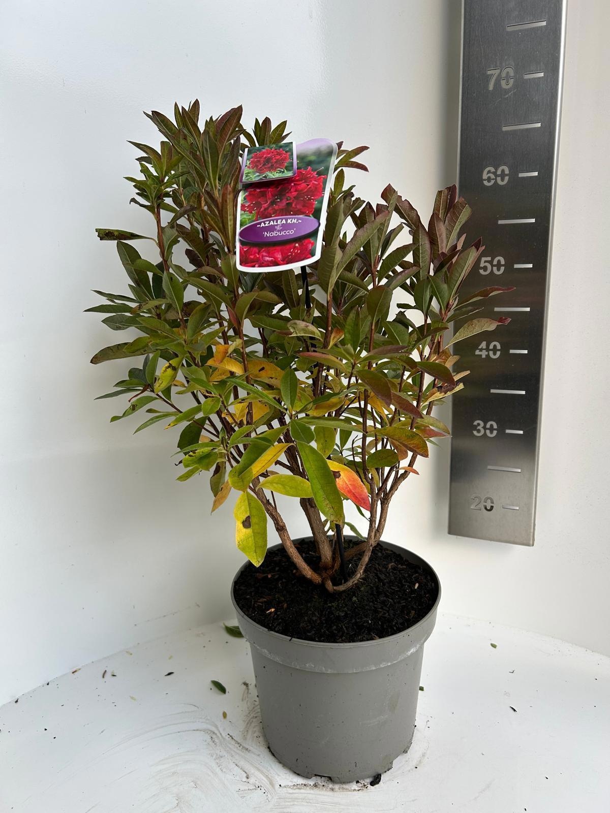 Rhododendron (AK) 'Nabucco', D 23