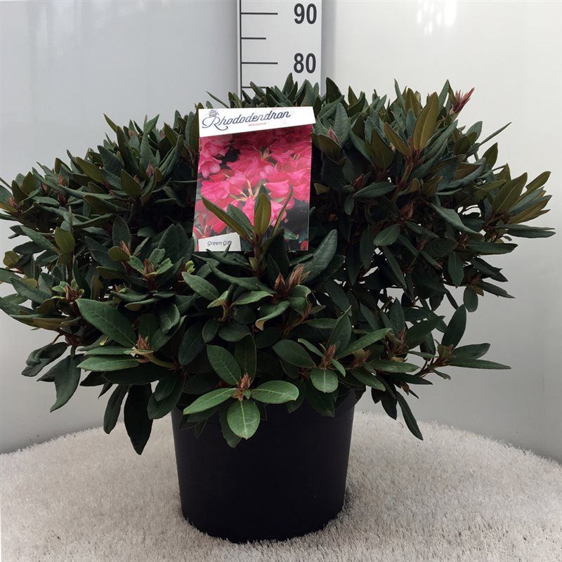 Rhodo. (W) 'Winsome' pink, D 37