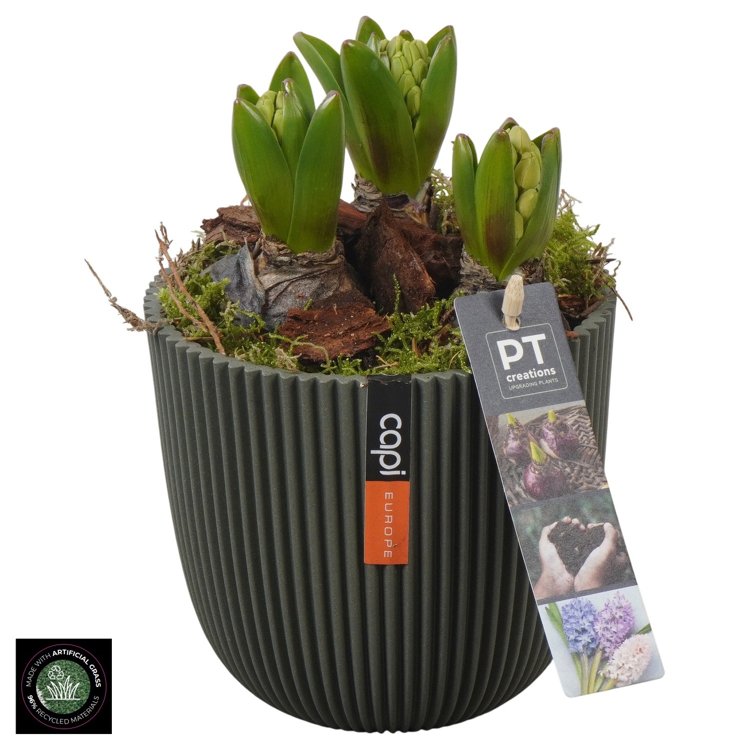 PTHC9185 Arrangement Hyacints in Capi pot, D 13
