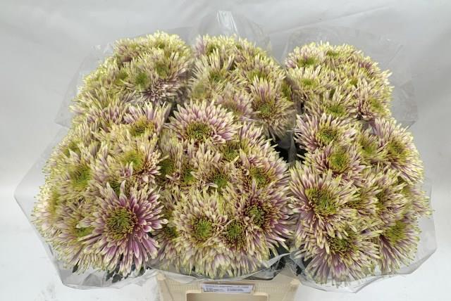 Хризантема од. Тала Шарлетта 80, шт.