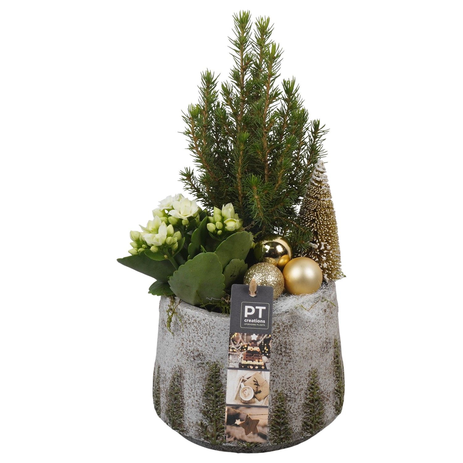 PTCHG5640 Arrangement Christmas Gold in beton pot, D 15 cm