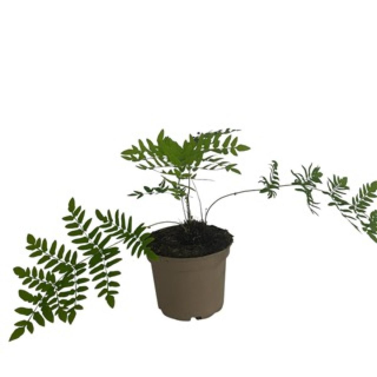 Osmunda regalis, D 17 cm