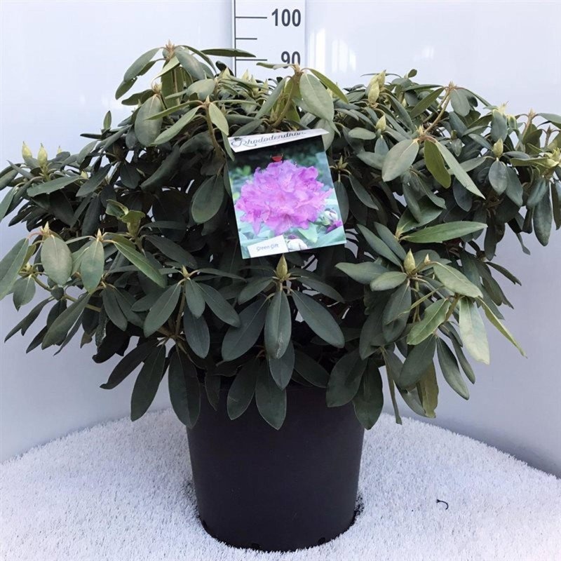Rhododendron 'Everestianum', D 52