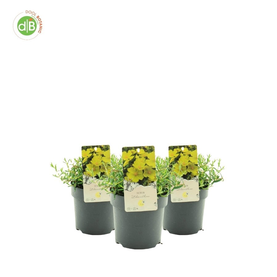 Halimium 'Libanotis', D 15