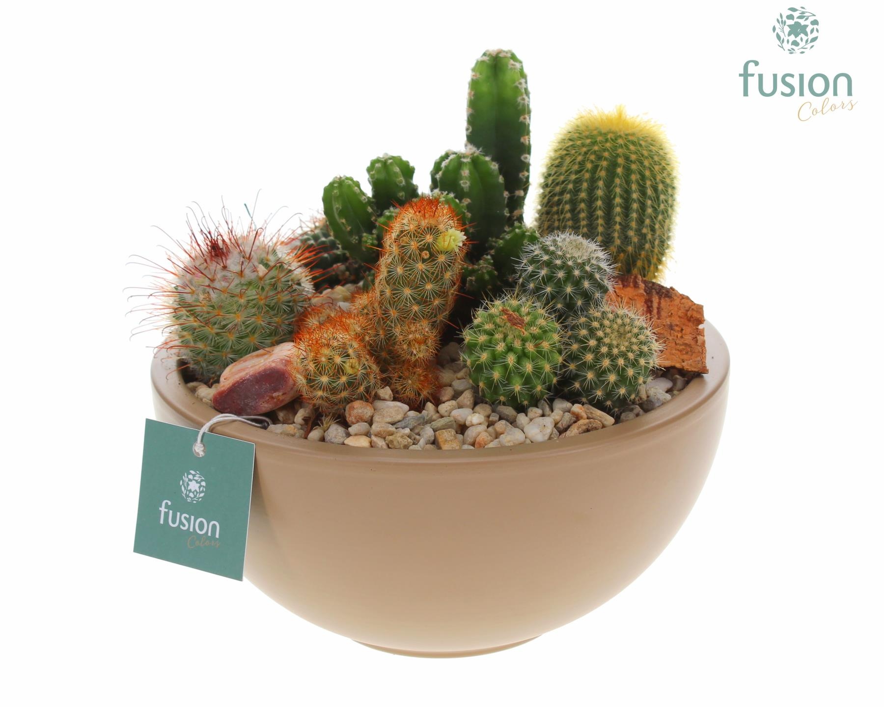 Schaal keramiek Moon Medium beige met Cactussen, D 18