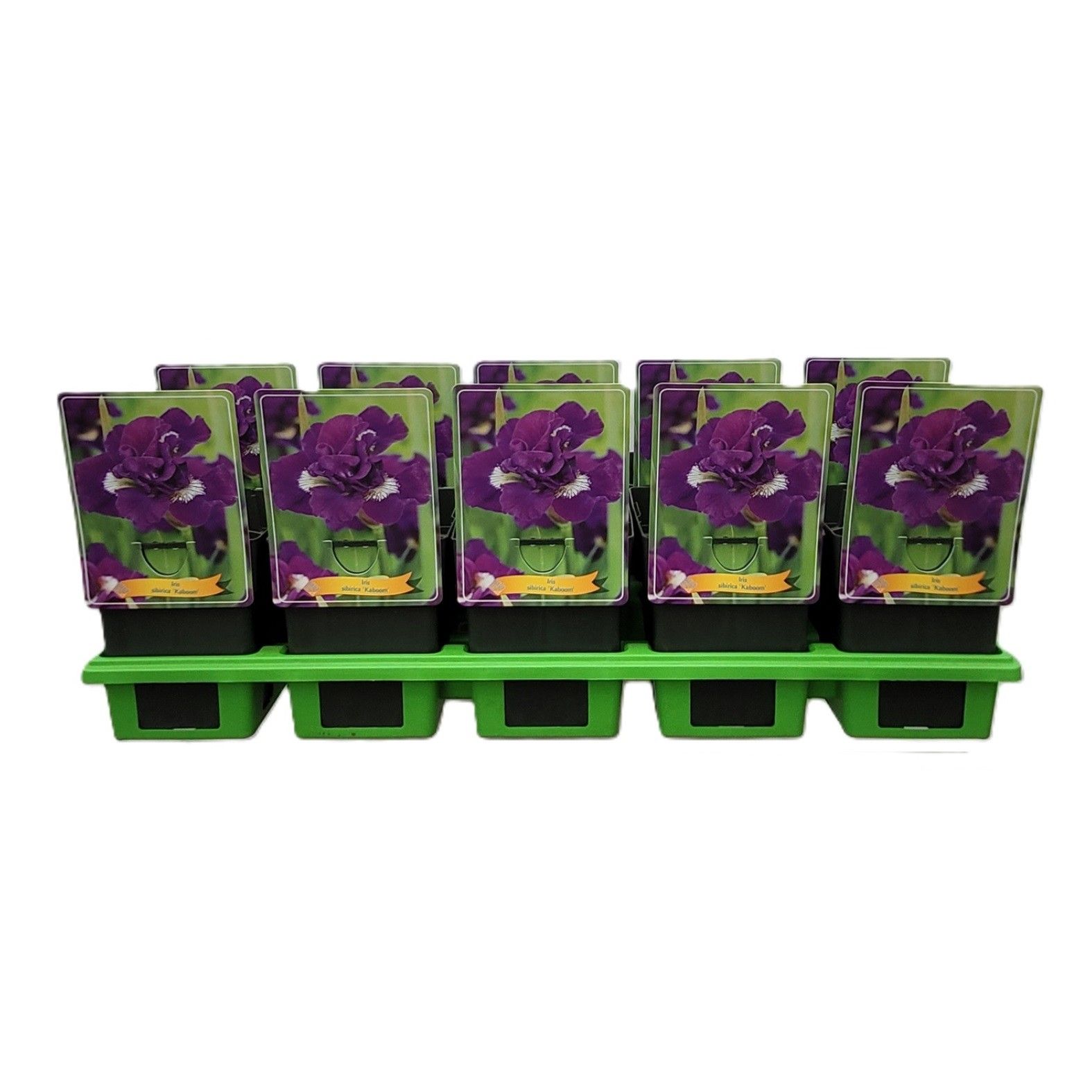 Iris Sibirica 'Kaboom' P11, D 11