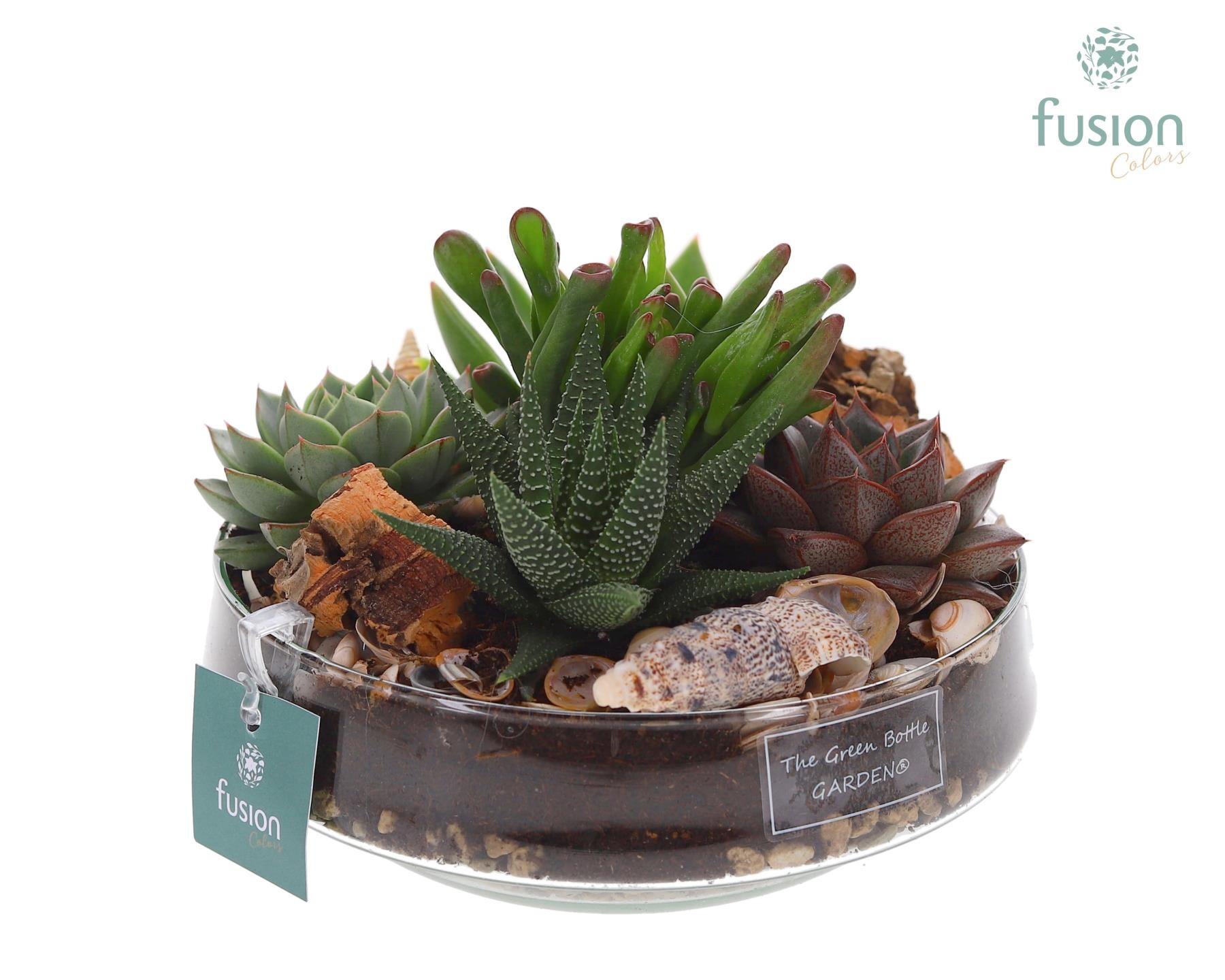 Green Bottle Iris Medium Maritiem met Succulenten, D 19