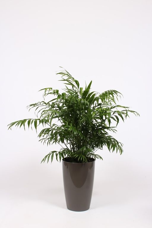 Chamaedorea elegans in Santorini pot "taupe", D 29
