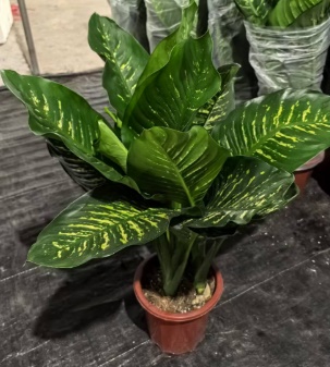 Аглаонема Лардж зебра 25 100