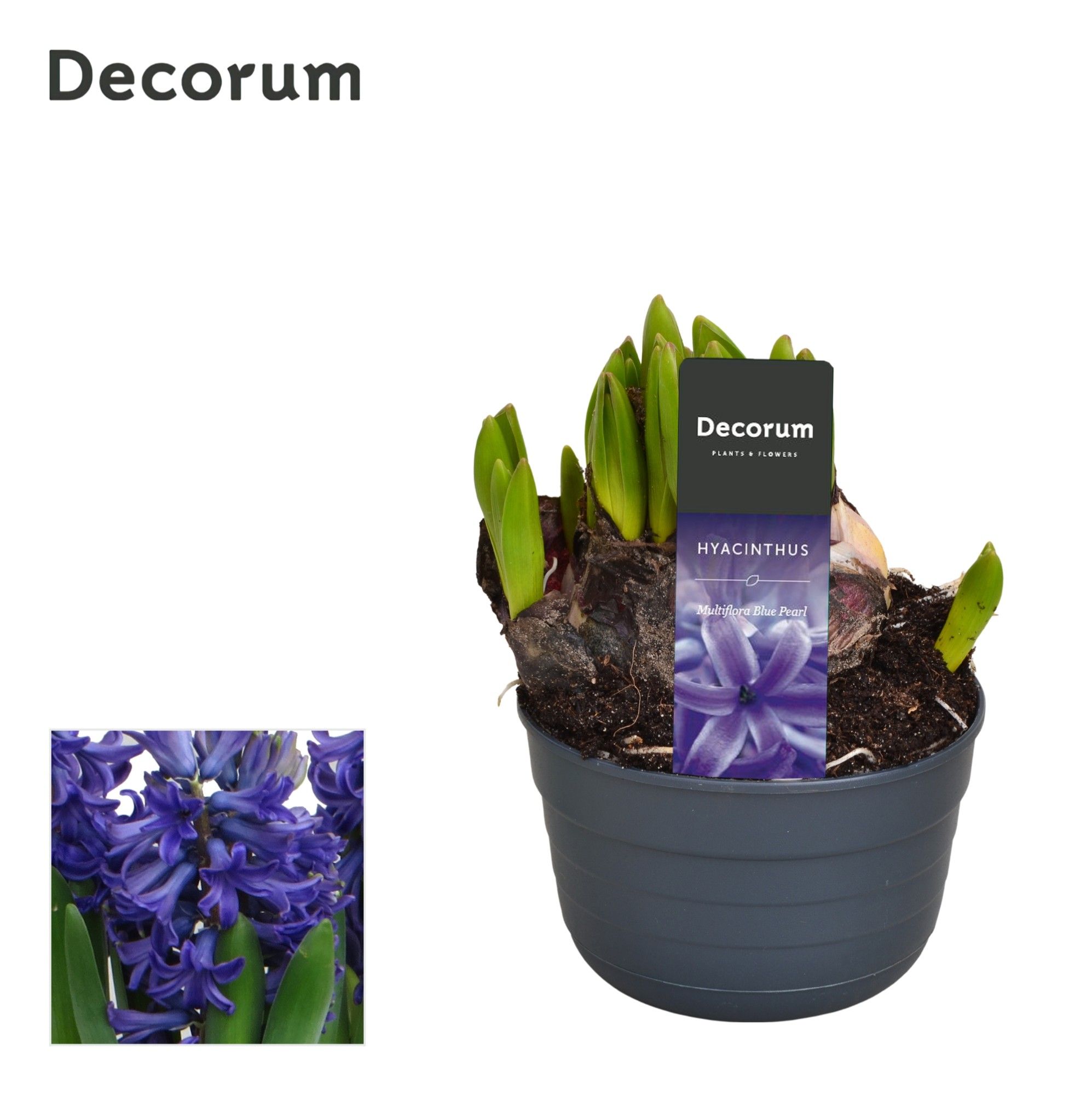 Hyacint Multiflora Blauw, D 10,5