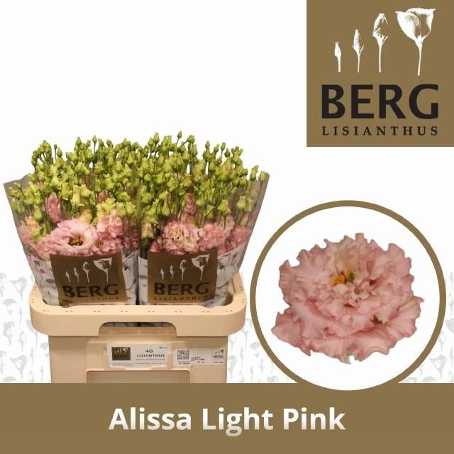 Эустома Алисса Лайт Пинк 70 (светло-роз.), шт.