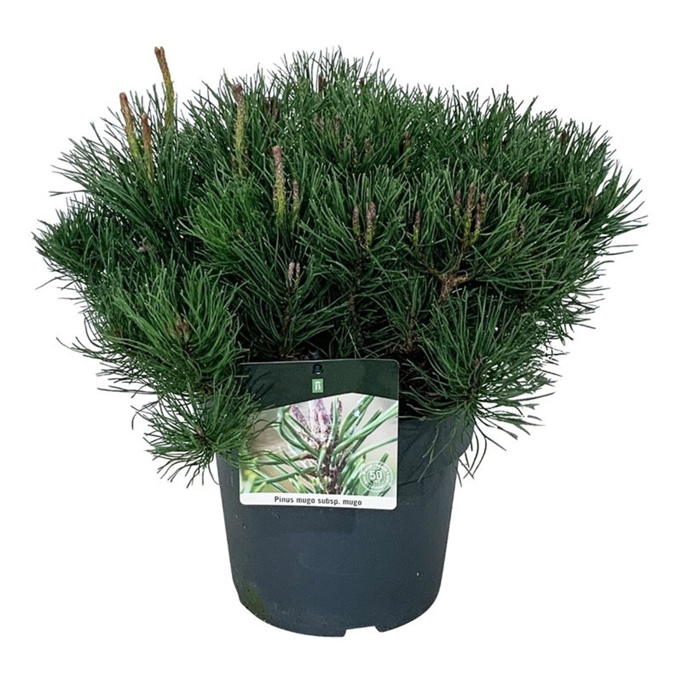 Pinus mugo mugo, D 24
