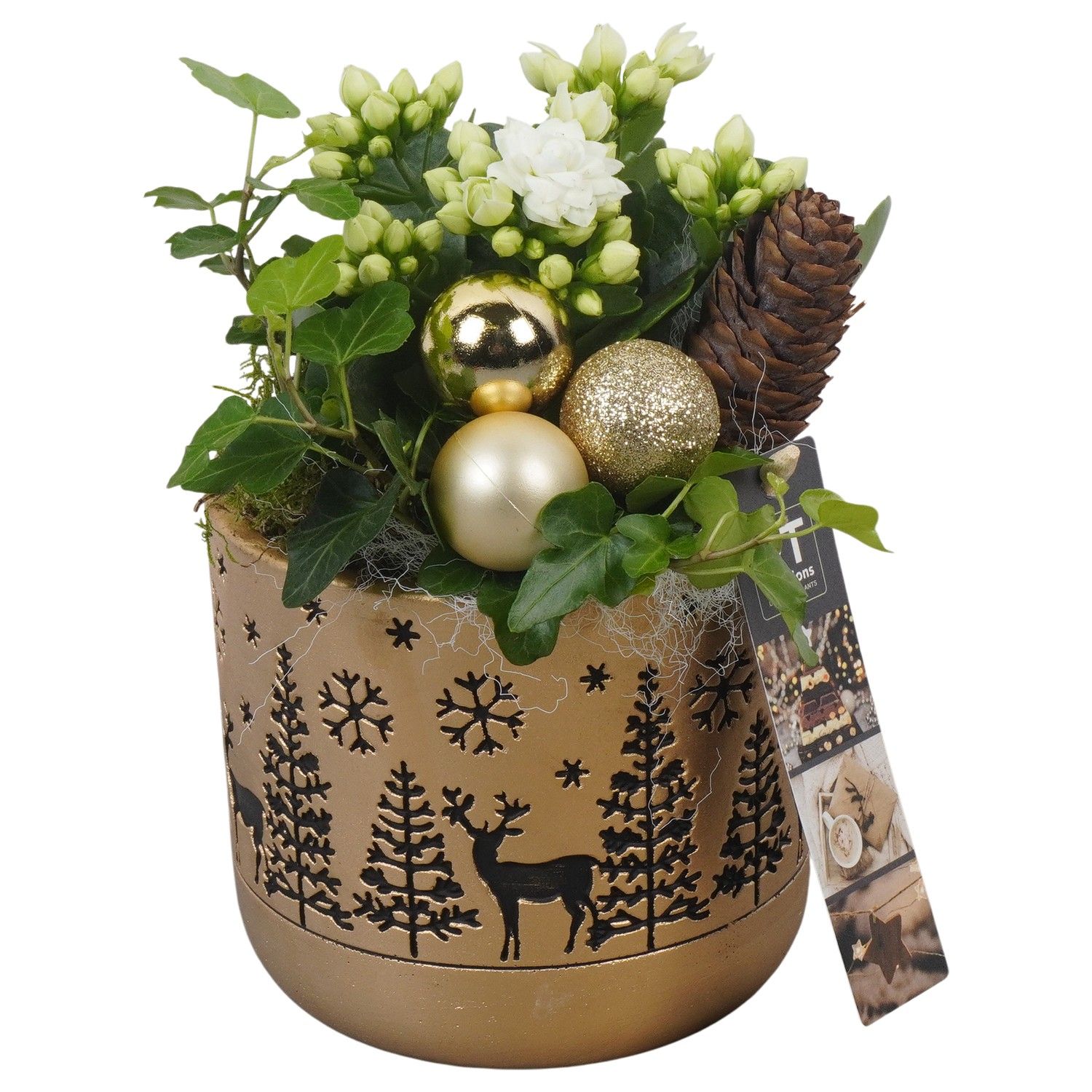 PTCHG5638 Arrangement Christmas Gold in beton pot, D 12 cm