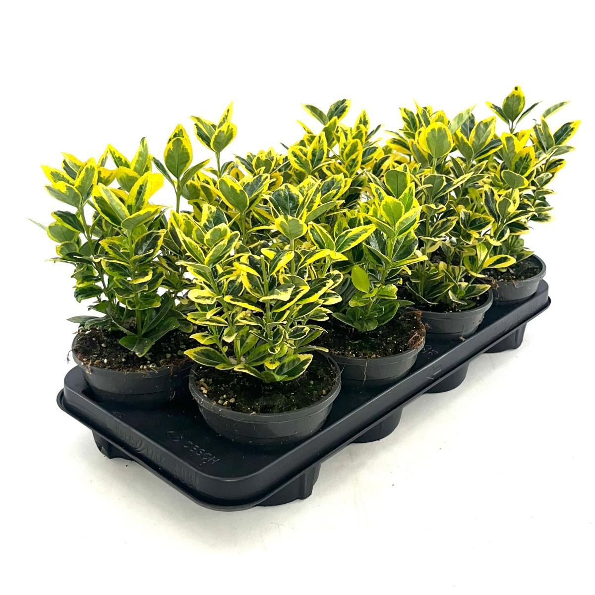 Euonymus jap. Marieke, D 13