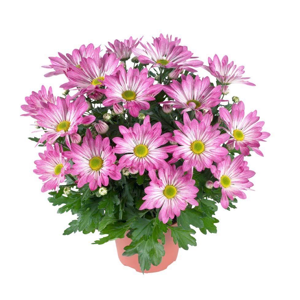 Chrysant Rainbow Rosy Stadium 3, D 14