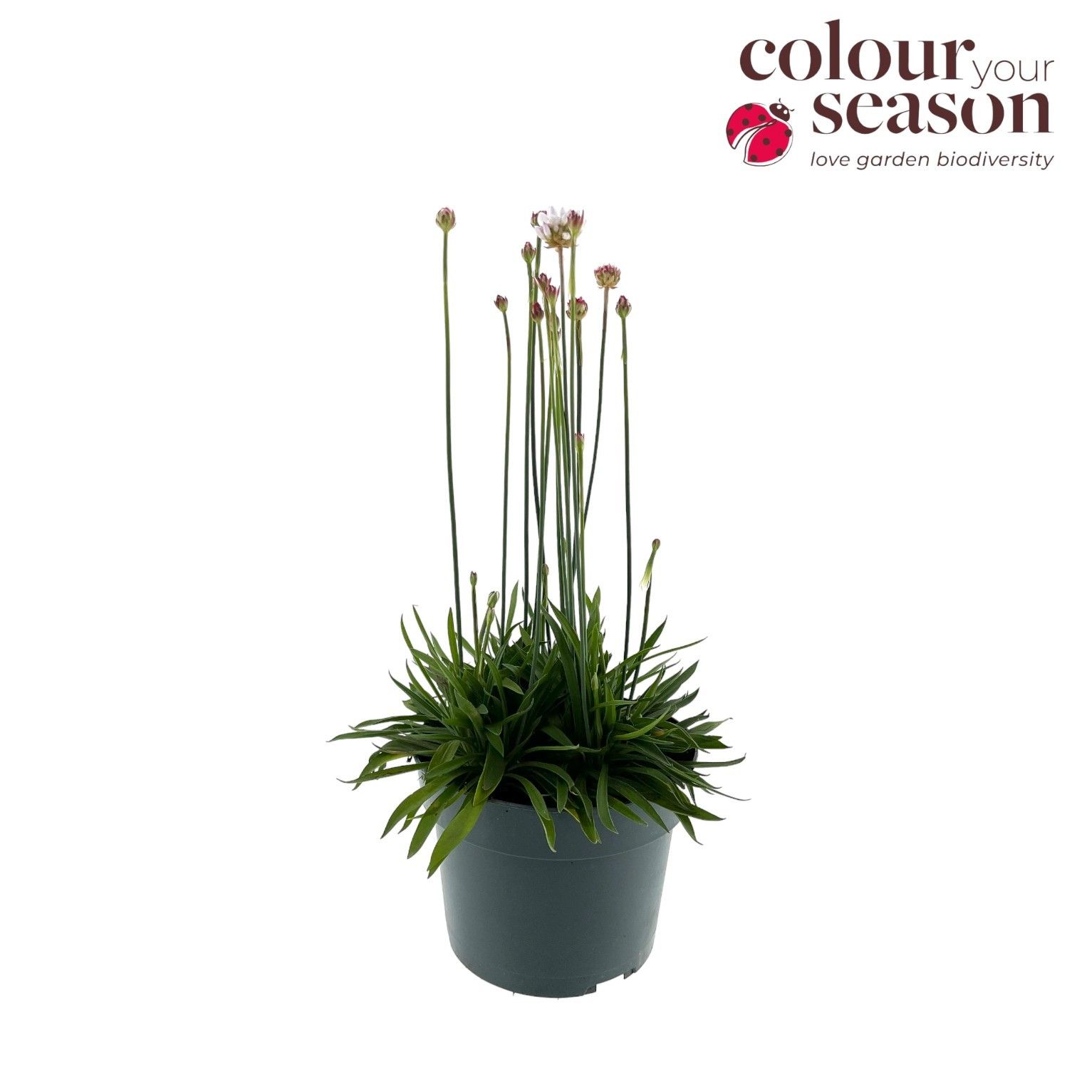 Armeria Ballerina wit P19, D 19