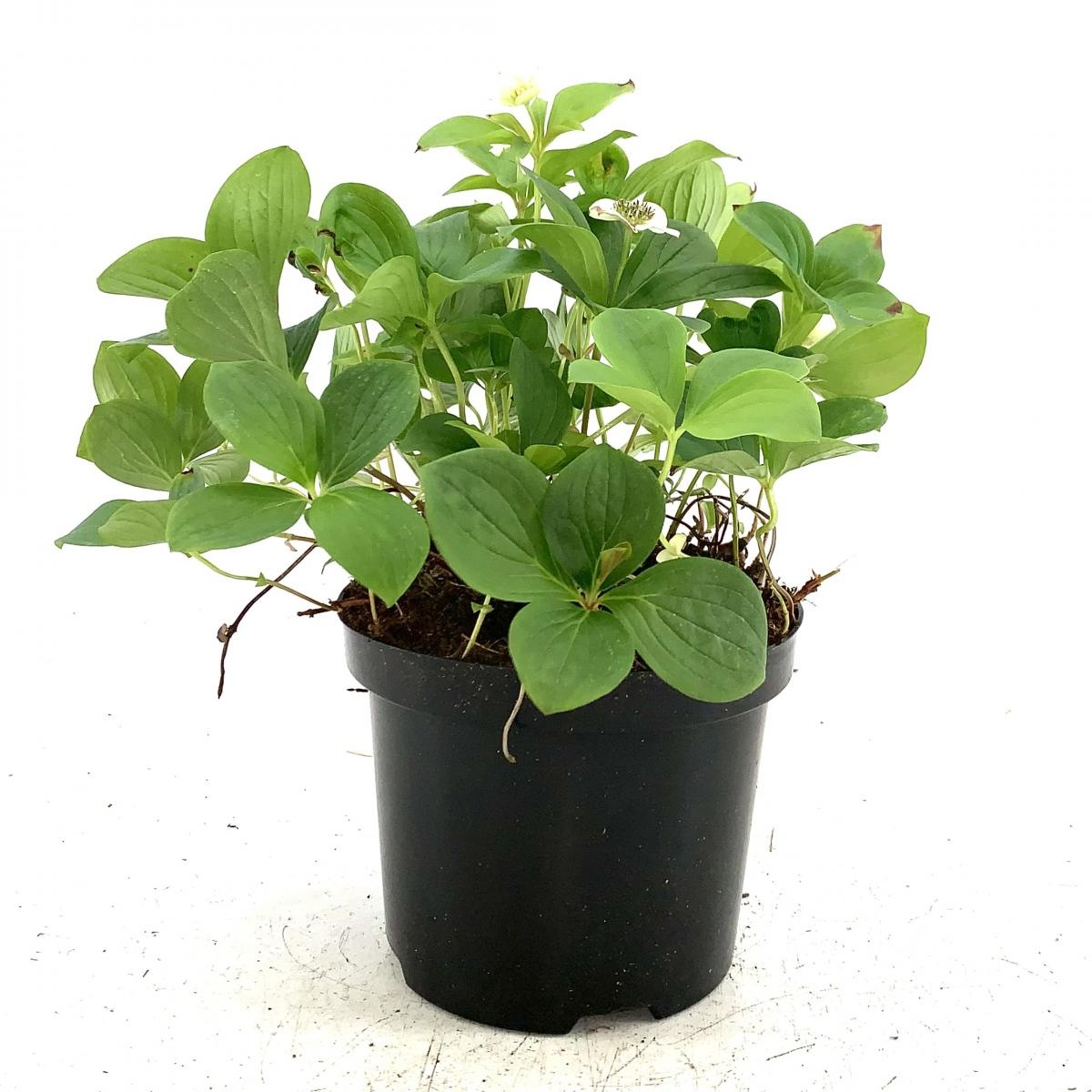 Cornus canadensis, D 15