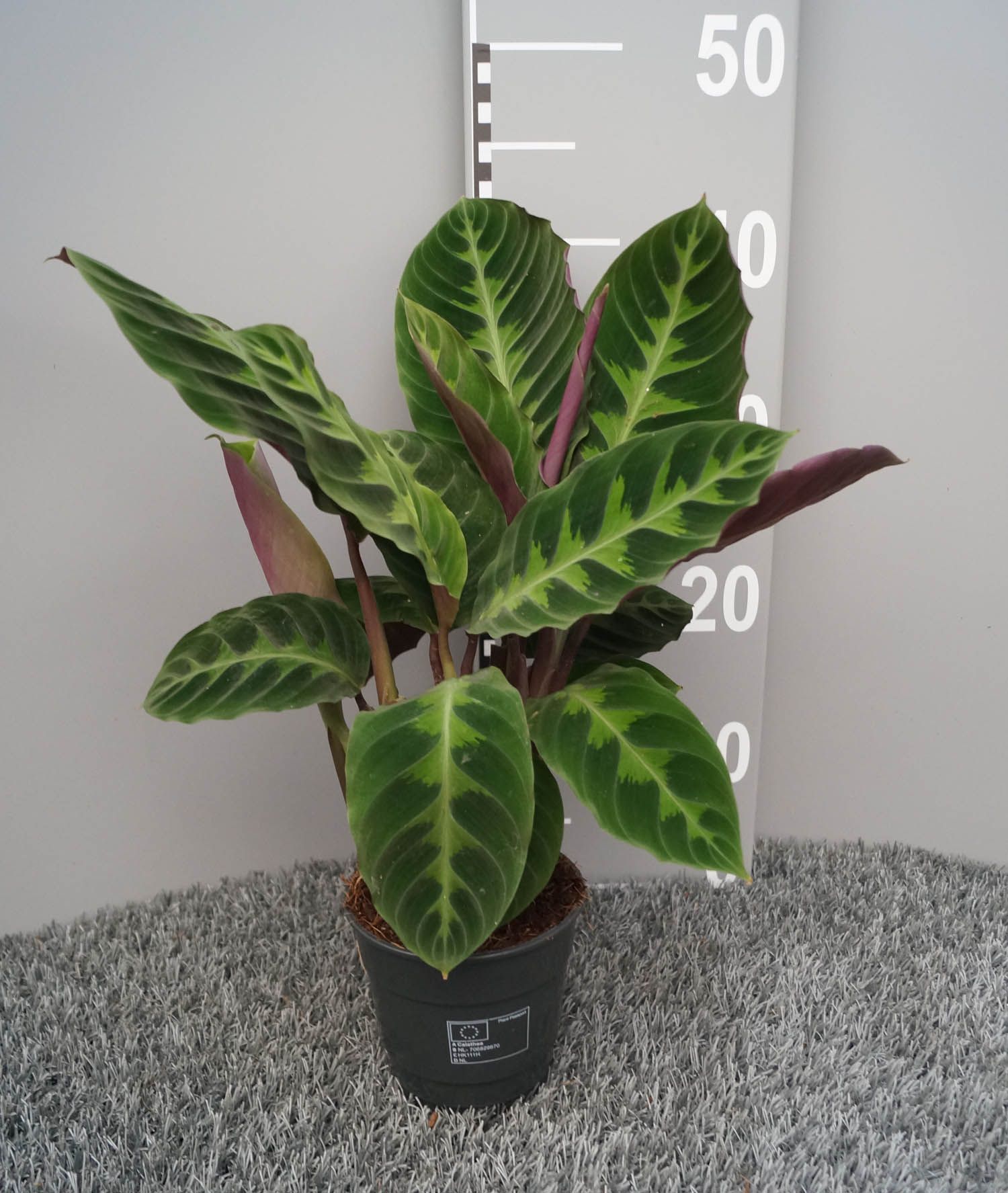 Calathea warscewiczii, D 12