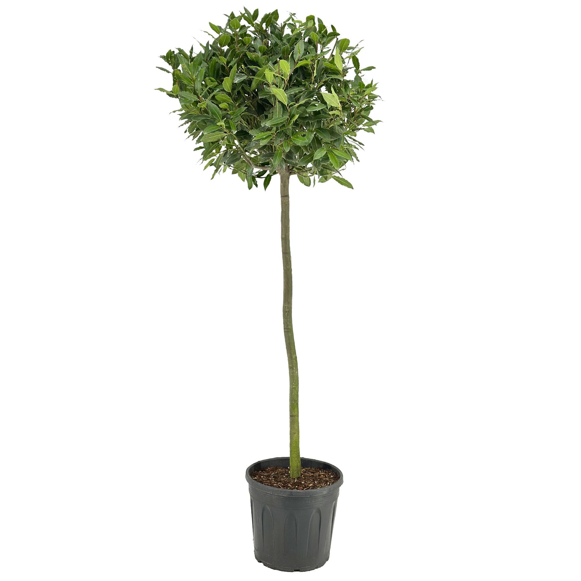 Laurus nobilis Bol op stam, D 30