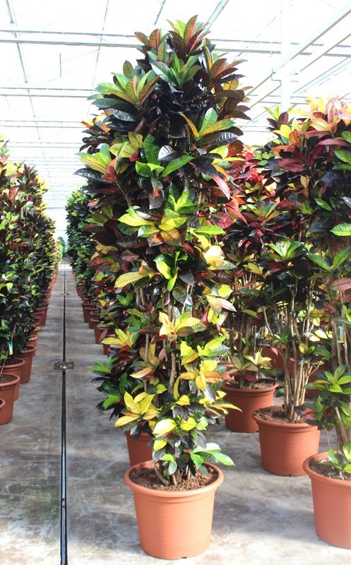 Coadieaum Iceton (Croton), D 55