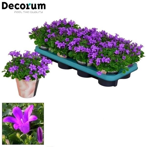 Campanula Porto Longlife Tender, D 11