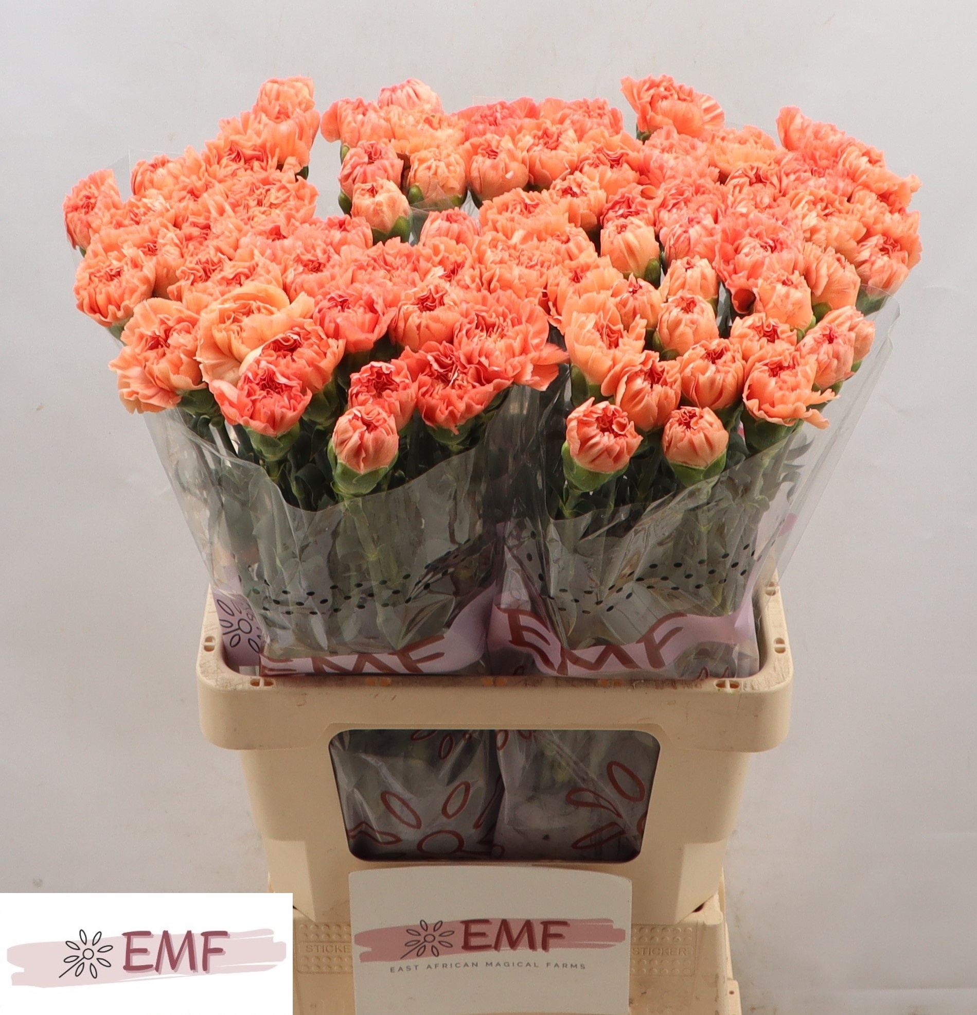 Диантус од. Мэган, шт.