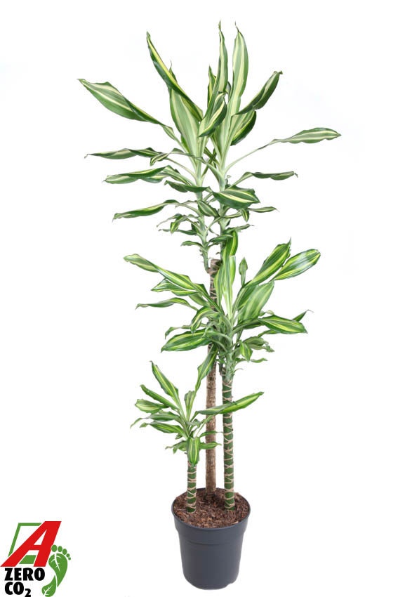 Dracaena Silver Dream 90-60-30, D 24