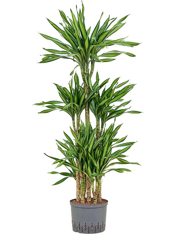 Dracaena fragrans 'Riki', D 25