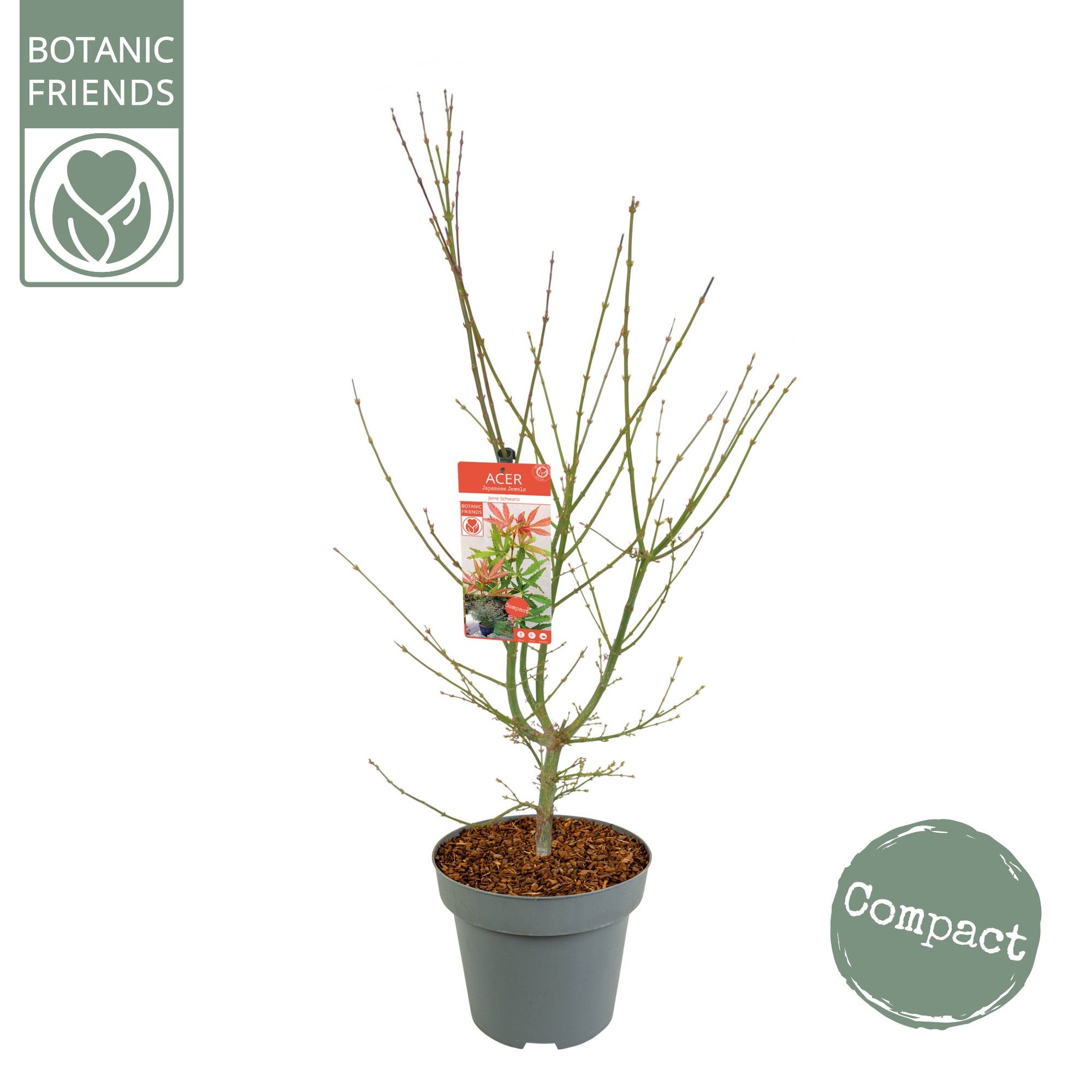 Acer palm. 'Jerre Schwartz' C14 struik, D 30