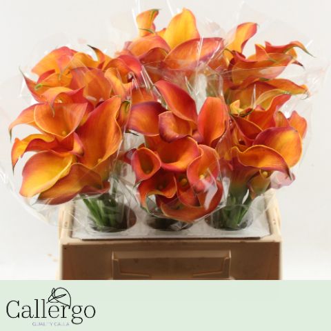 Калла Морнин Сан 40 (оранжево-желт.), шт.