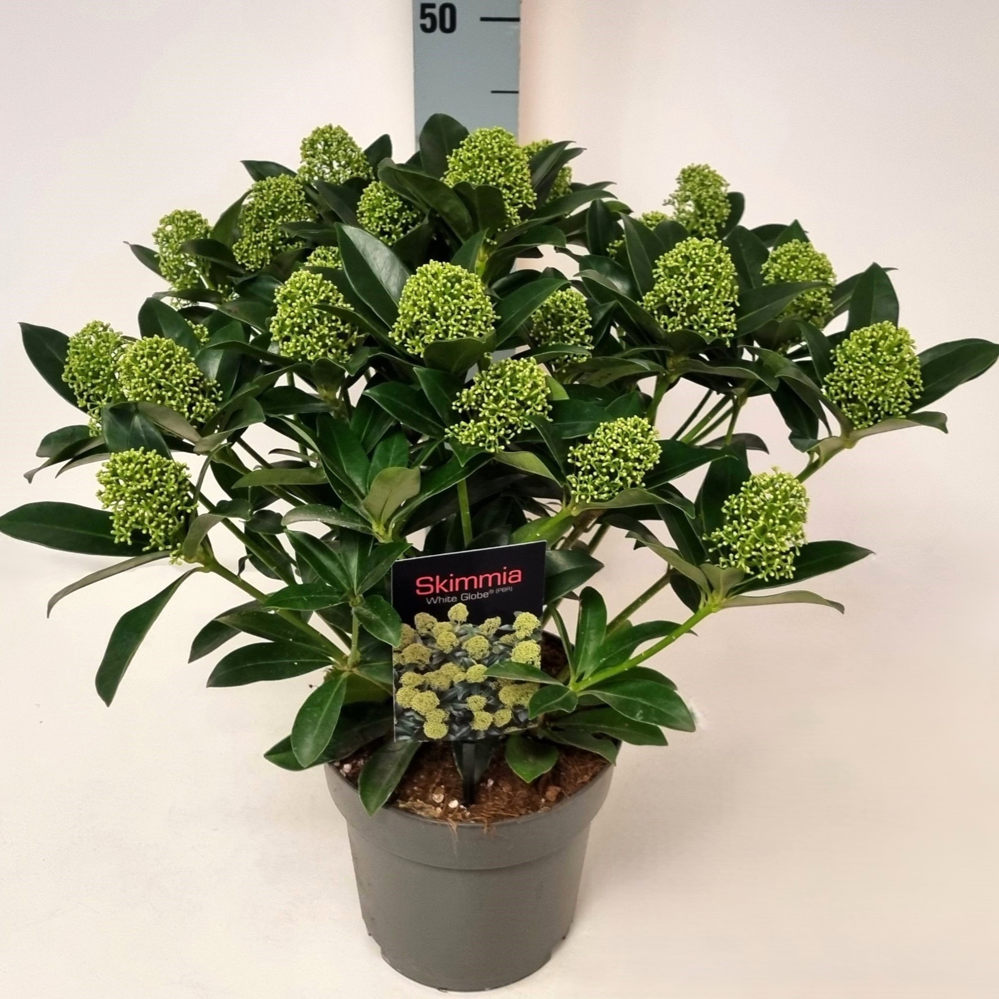 Skimmia jap. 'White Globe' P19, D 19 cm