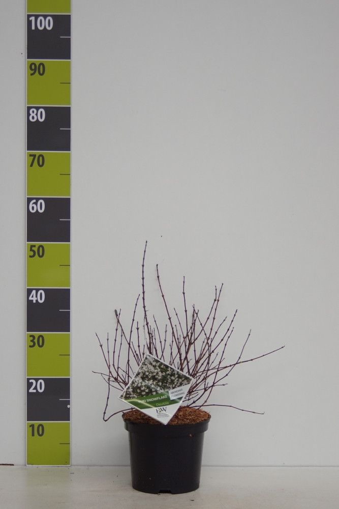 Deutzia rosea 'Yuki Snowflake' (R) C 3, D 19