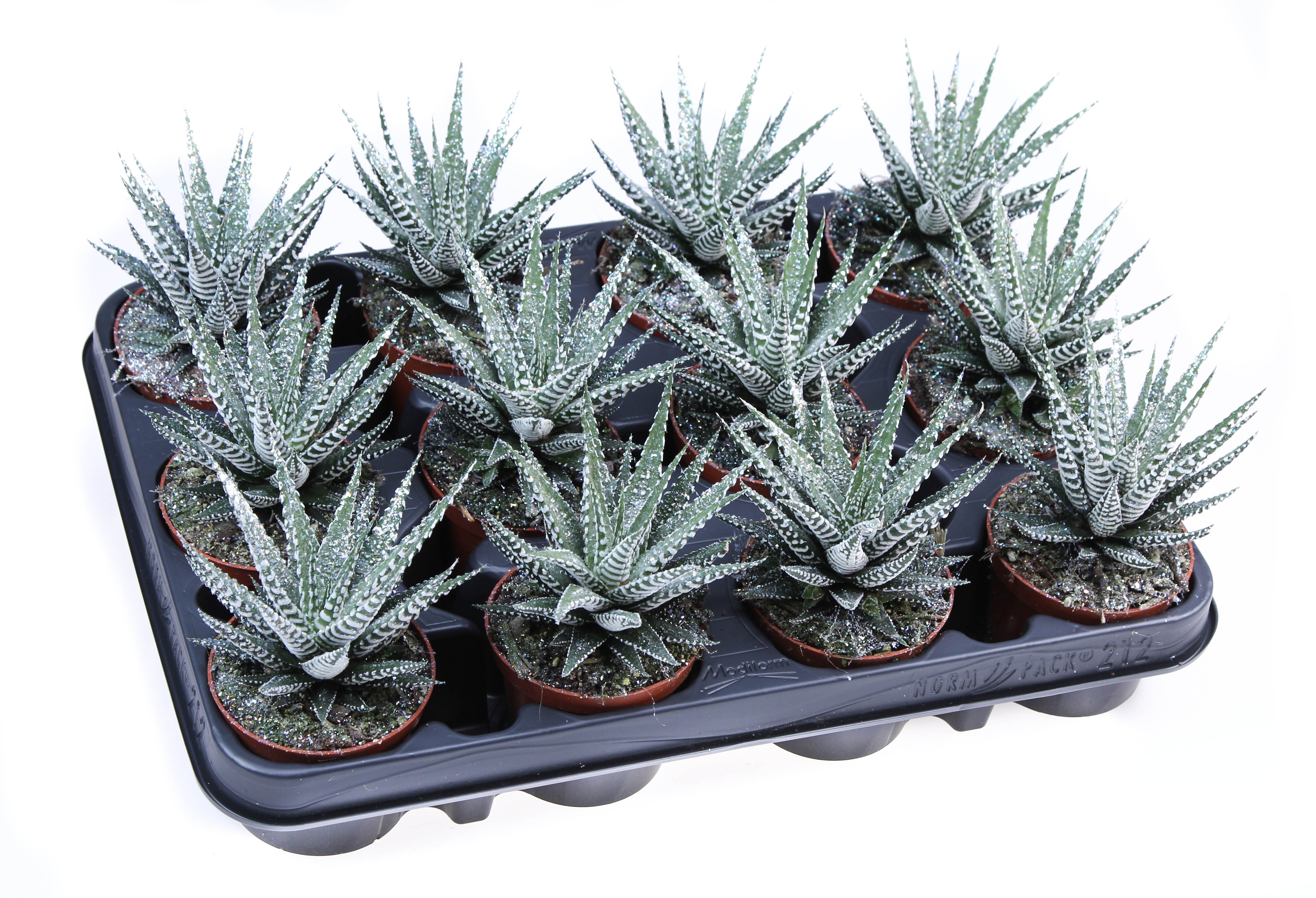 Big band + bioglitter, D 8,5