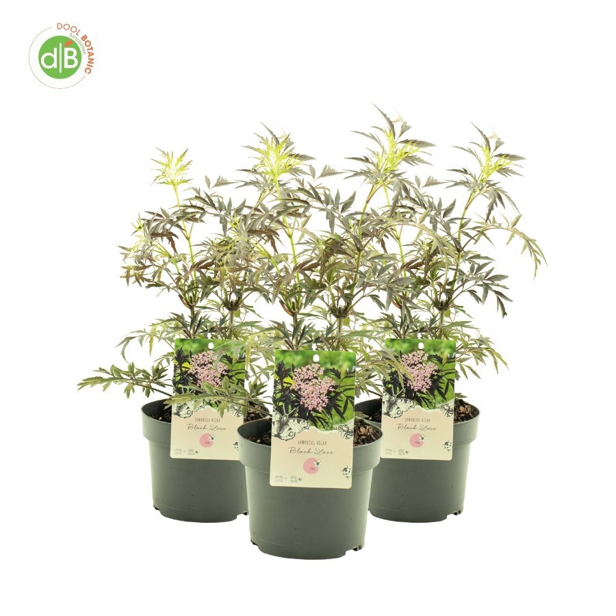 Sambucus nigr. 'Black Lace' pbr, D 19