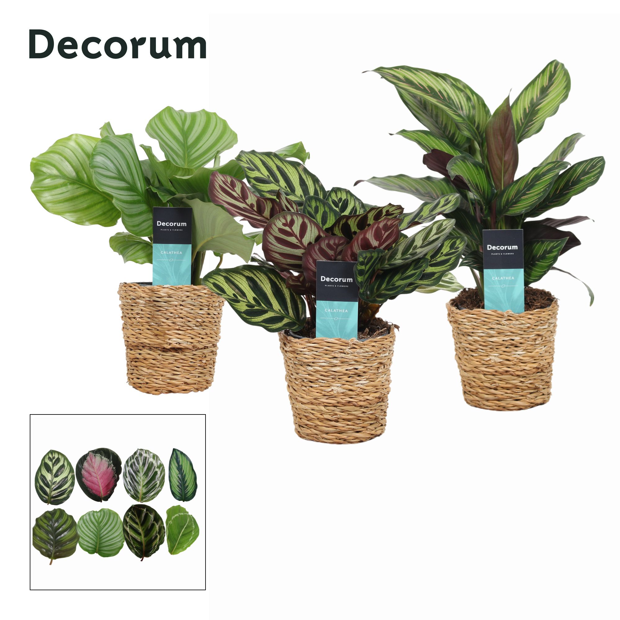 Calathea Mix in Ruby mand (Decorum), D 12