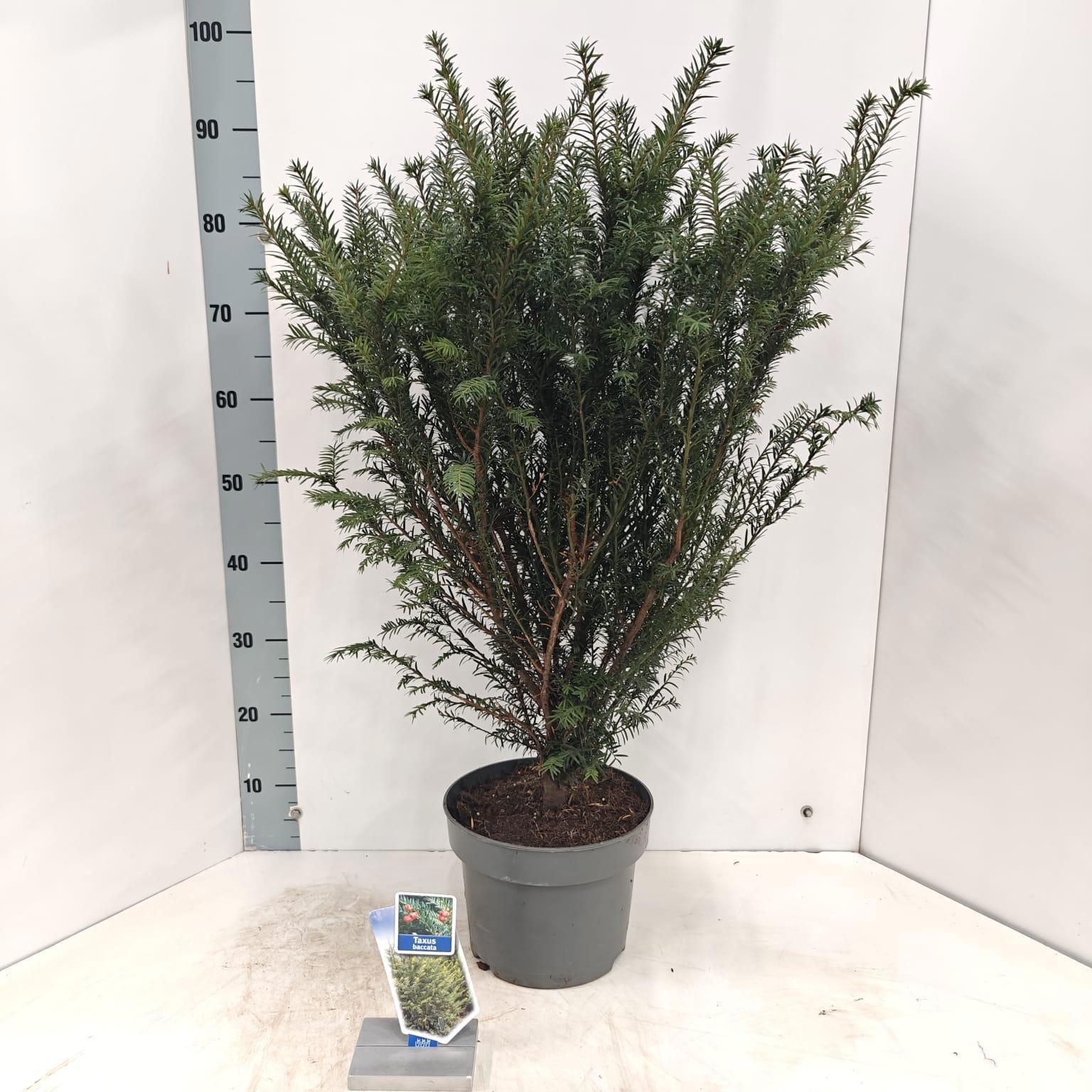 Taxus baccata, D 23