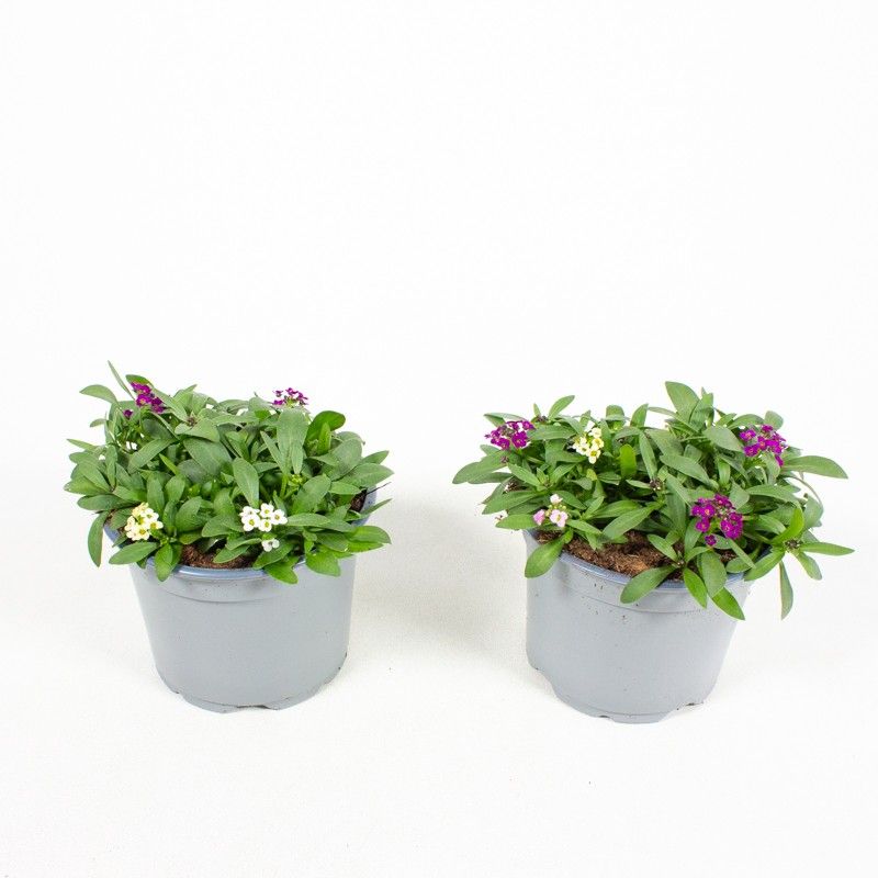 Lobularia maritima, Rio Samba, driekleurig, D 12