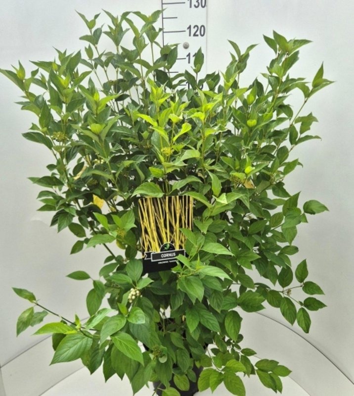 Cornus sericea 'Flaviramea', D 29