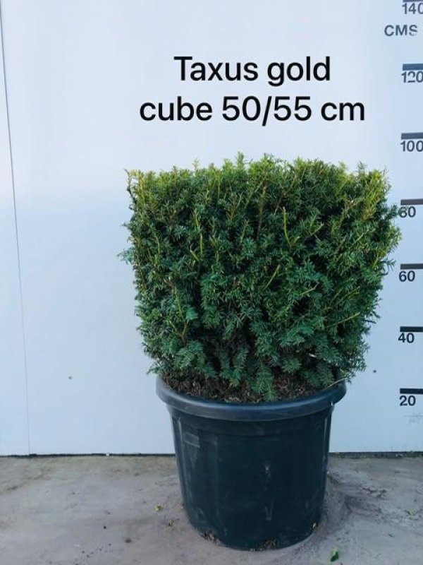 Taxus b. 'Golden Carol', bol, D 55