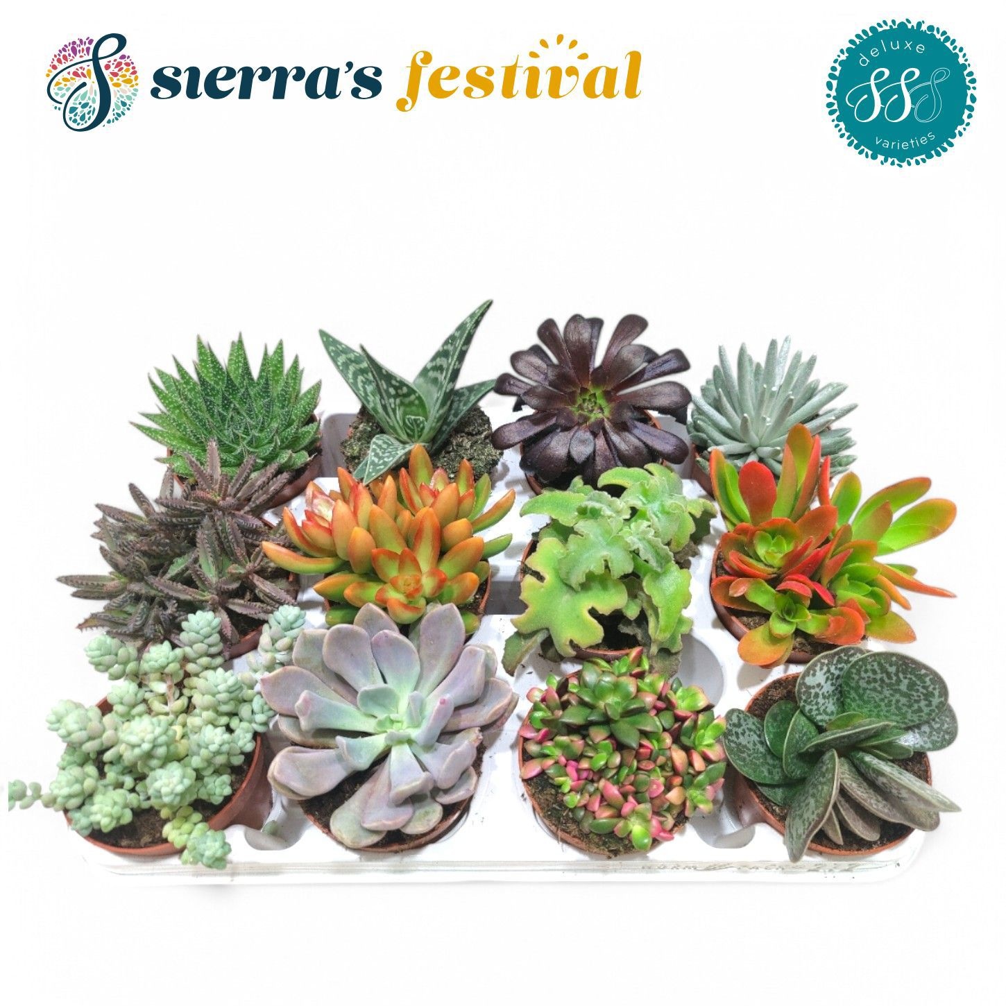 Festival® - Succulents Mix (Deluxe), D 8,5