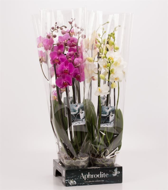 Phalaenopsis gemengd 4 tak gemengd Goddess, D 12 cm