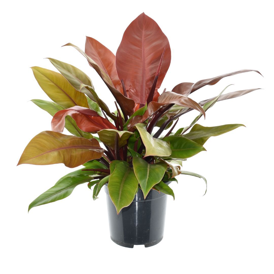 Philodendron Prince of Orange, D 19 cm