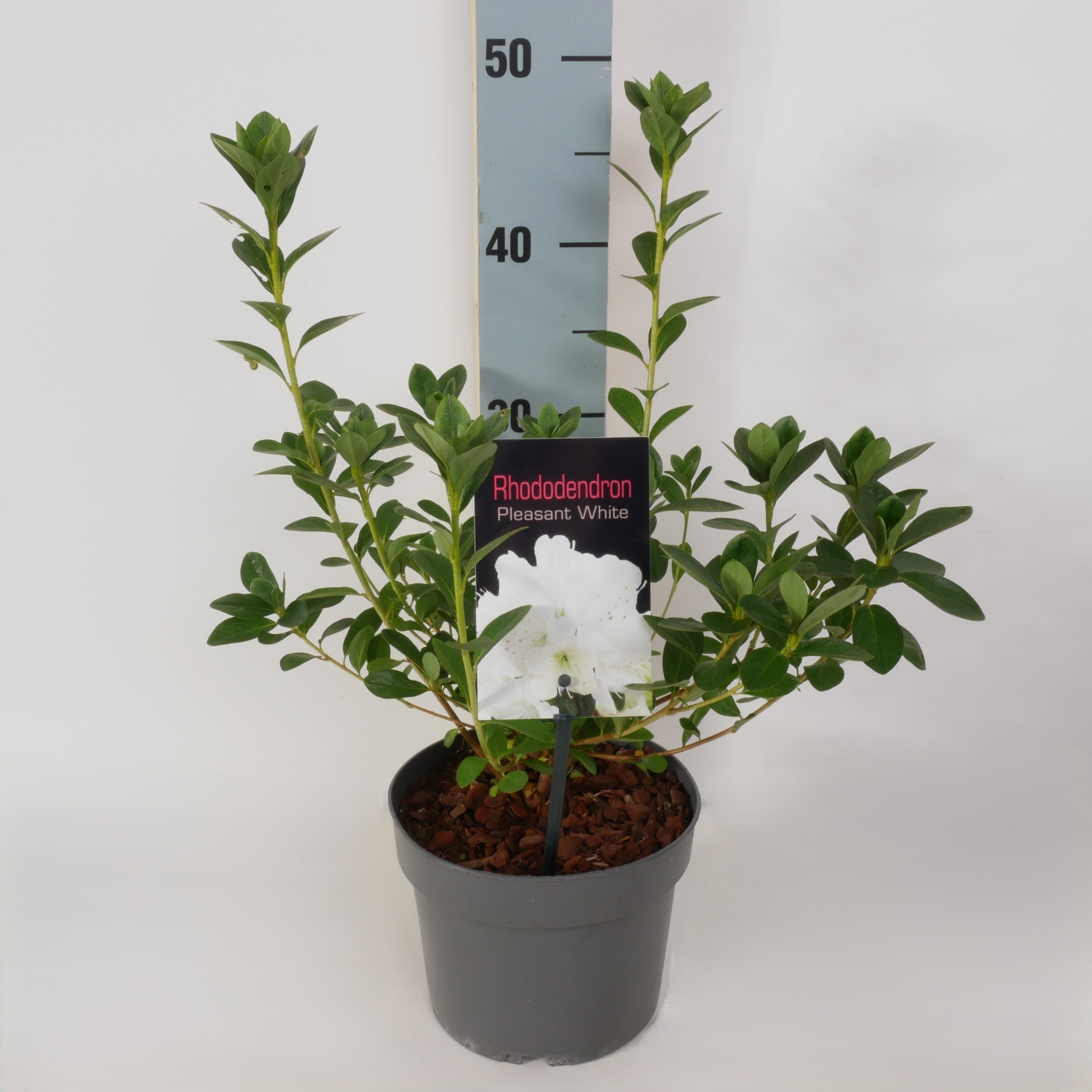Rhododendron (AJ) 'Pleasant White' P17, D 17