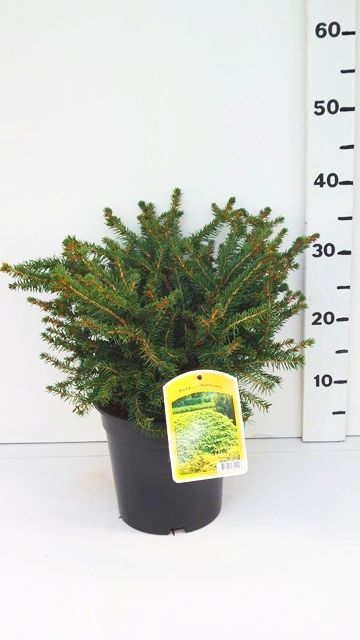 Picea abies 'Nidiformis', D 19