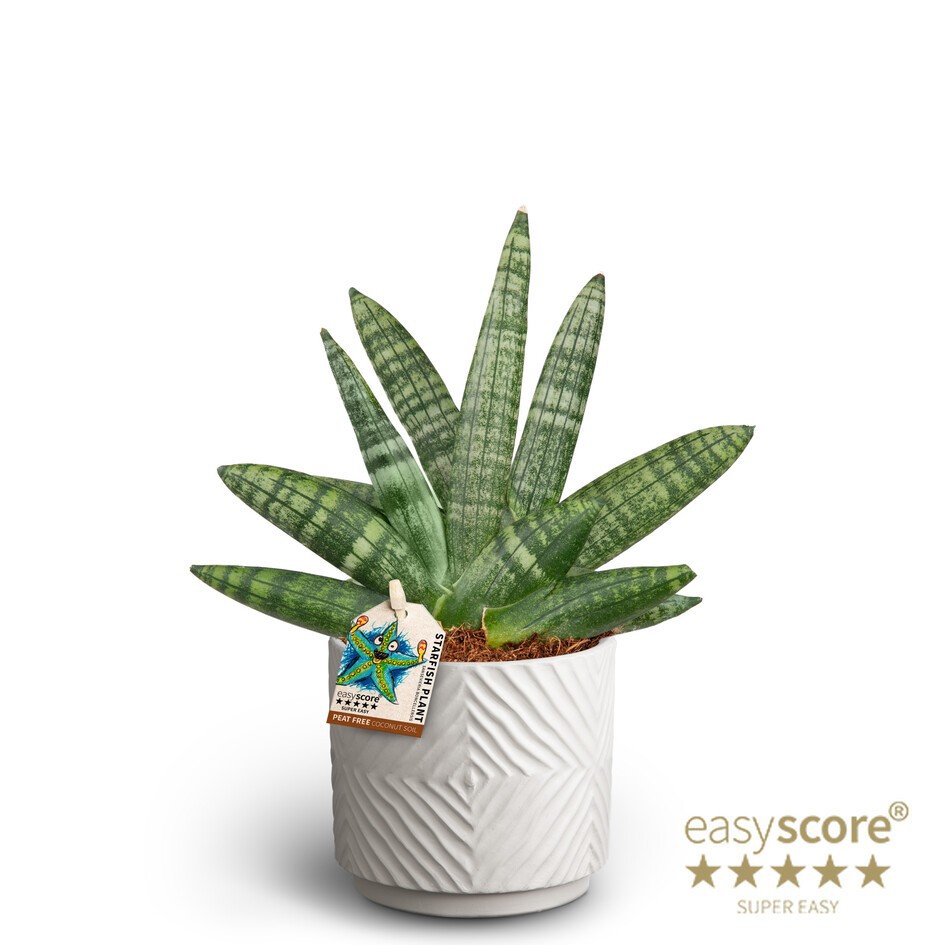 SANSEVIERIA BONCELLENSIS 40930025 Dune S, D 10