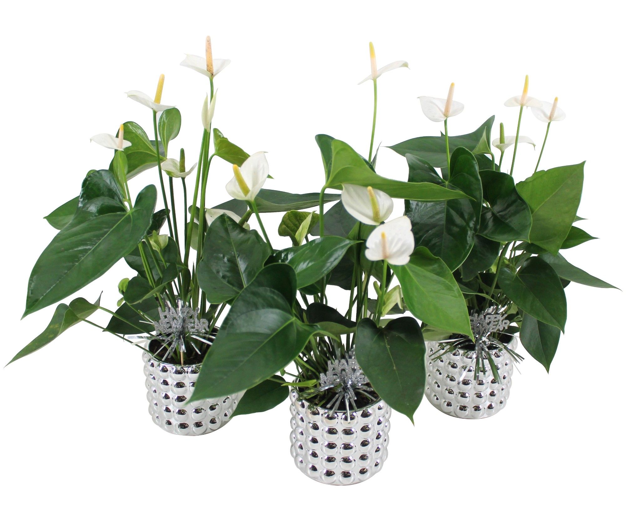 Anthurium XL.33 Ballerina White 12cm in zilveren keramieken pot met Happy New Year bijsteker, D 12