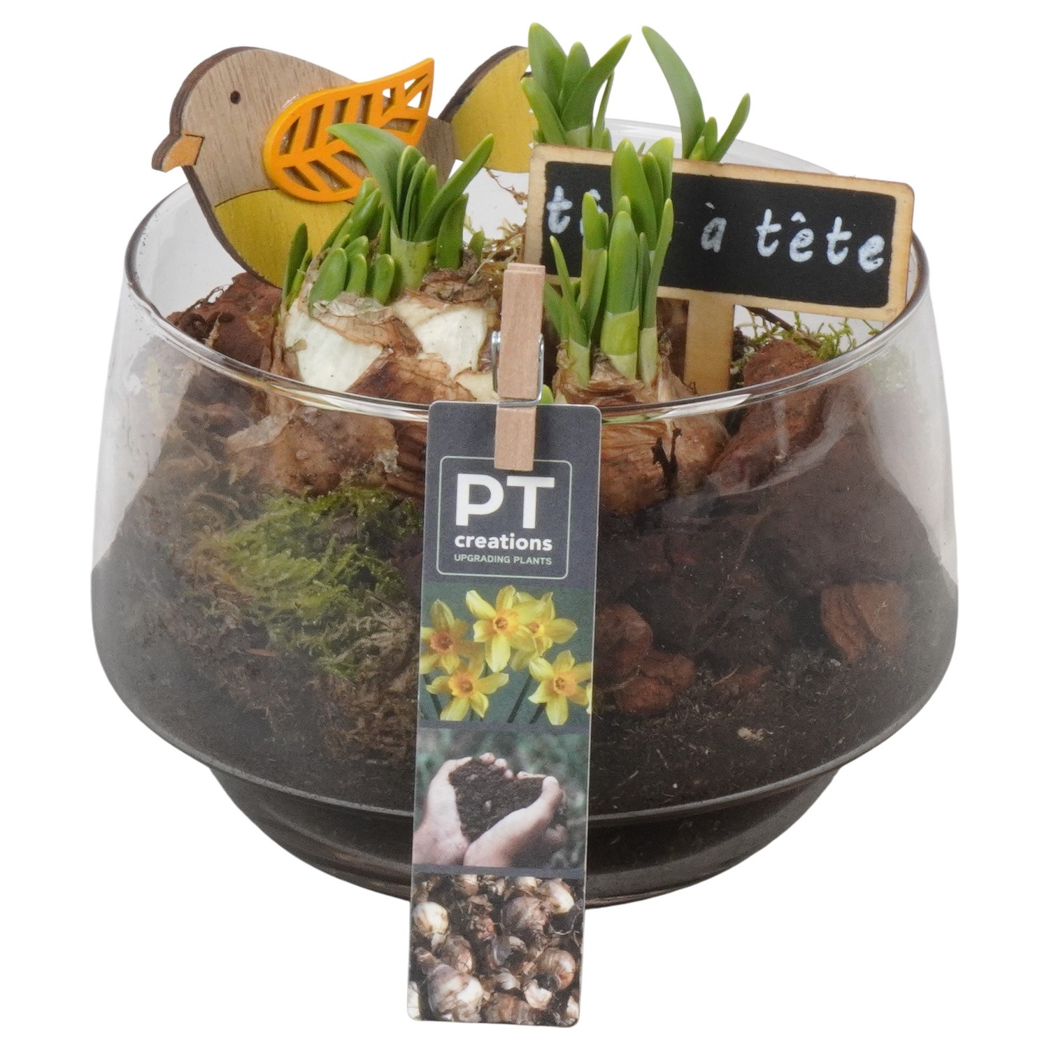 PTN8737 Arrangement Narcissus in glazen vaas, D 17